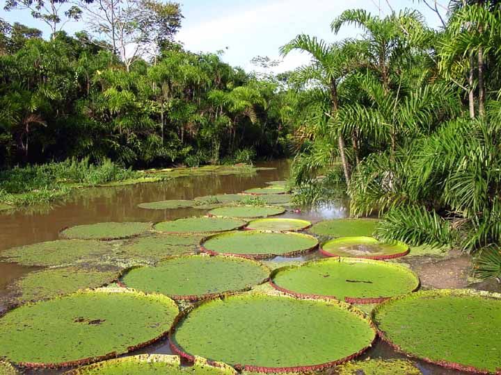 http://www.astrosurf.com/luxorion/Bio/nenuphar-amazonie.jpg