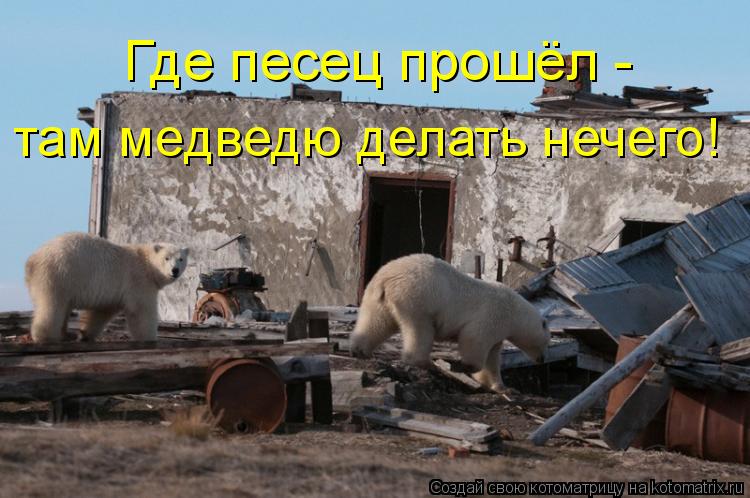 Котоматрица: там медведю делать нечего! Где песец прошёл -