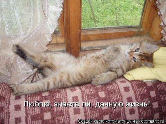 Отдохните птицы отдохните подремлите милые. Кошка отдыхает. Котоматрица доброе утро. Лежу отдыхаю. Доброе утро Сонный кот.